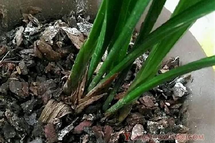 兰花喷施叶面肥有哪些禁忌