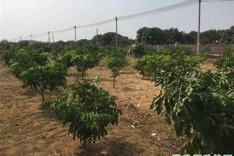 黄皮树什么时候崔花？