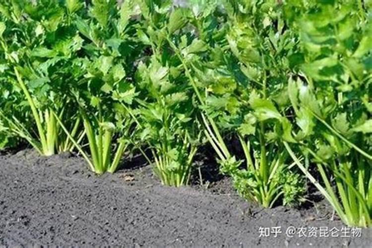 芹菜是产量比较高的一种蔬菜,在芹菜的栽培管理上需要注意些什么？