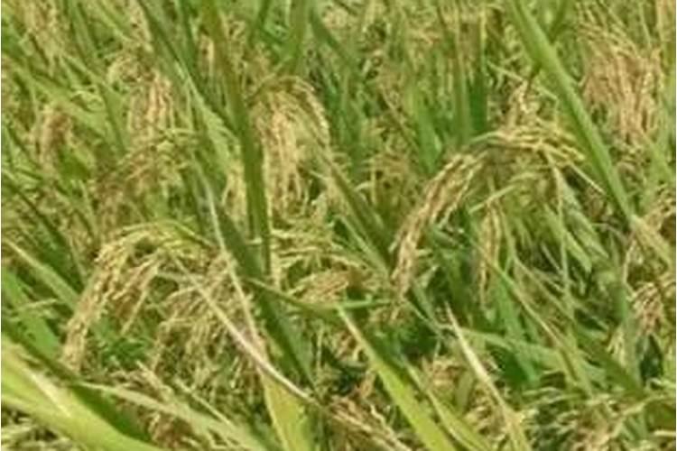 卖农大肥的您真正了解腐植酸肥料吗？
