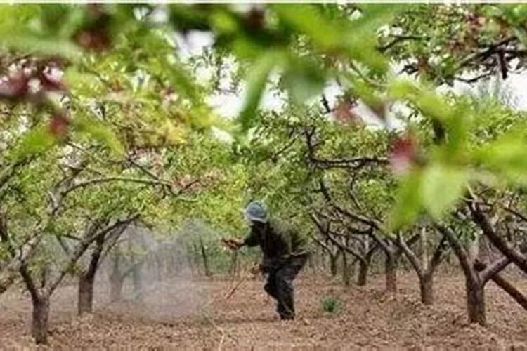 观叶植物用什么肥最好 如何施肥让叶子更油亮