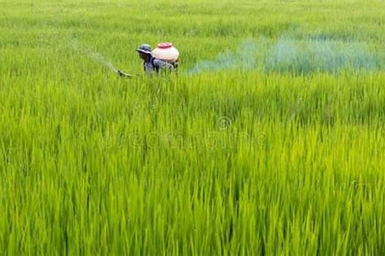 高温天水稻秧苗施多效唑己产生药害请问怎么解除？
