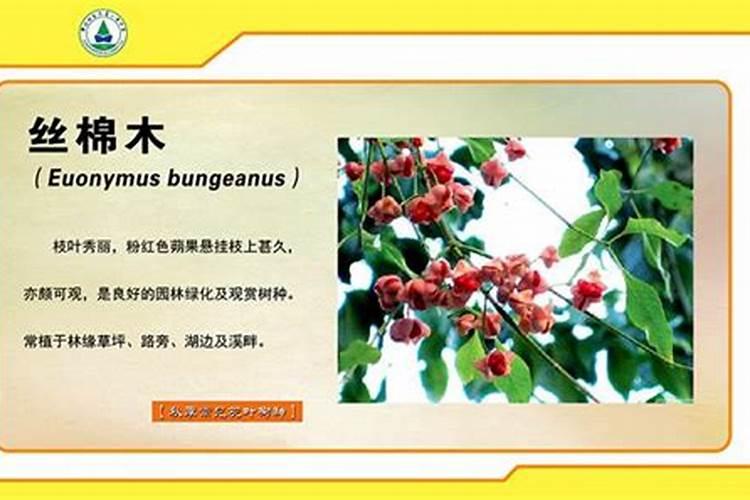 发财树用什么肥料最好