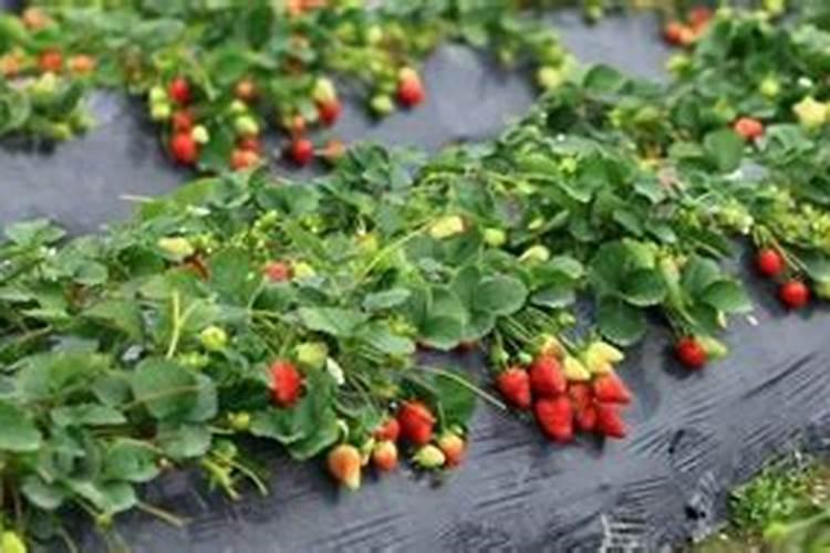 冬季草莓怎么种植管理