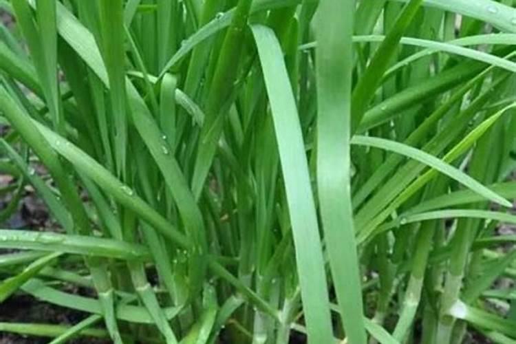 韭菜冲施磷钾肥需要冲多少？