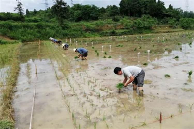 盘锦大米主要品种及特点 盘锦大米的种植技术