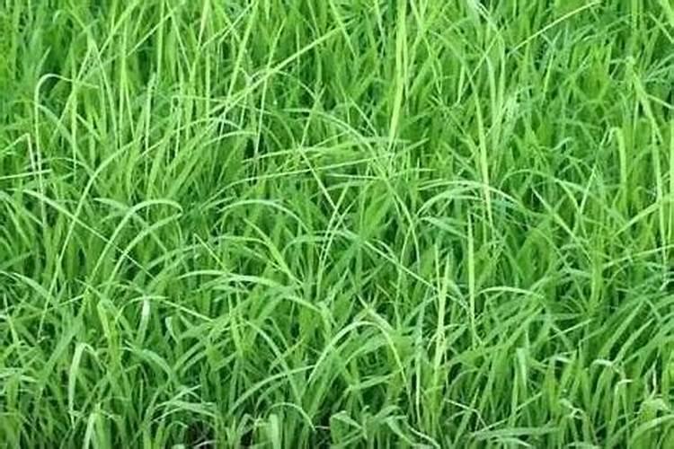 磷酸二氢钾叶面肥喷施的用量