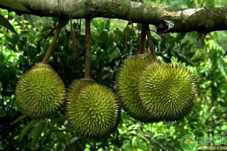 榴莲放什么肥料生长快？