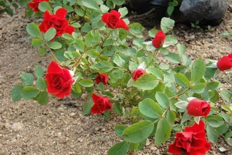 茶花和月季哪个好养