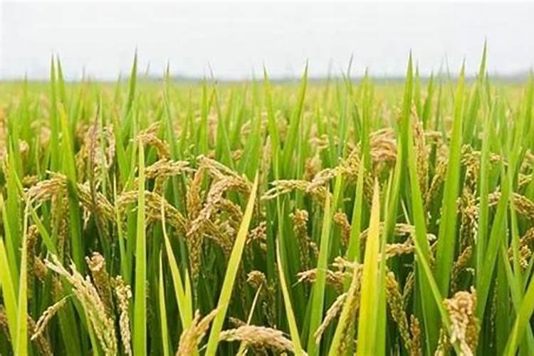 水稻分蘖期用什么叶面肥好