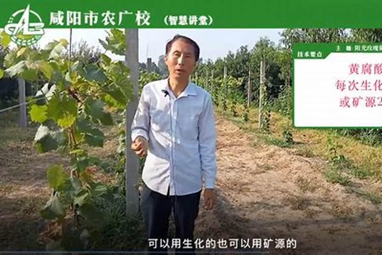 阳光玫瑰萌芽期用肥