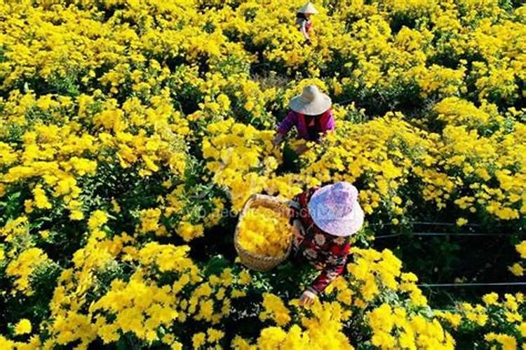 金丝皇菊放菜地里可以当肥料用吗？