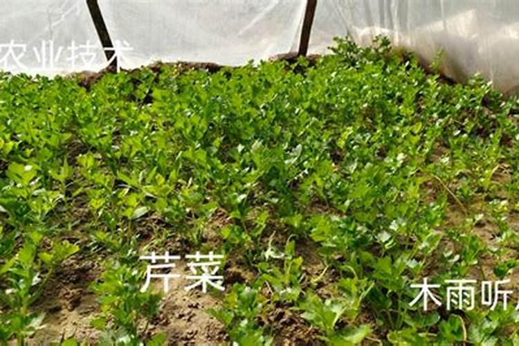 冬季芹菜该如何种植才能茁壮成长