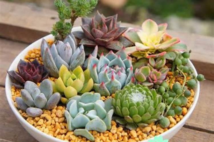 多肉施肥用什么肥料？