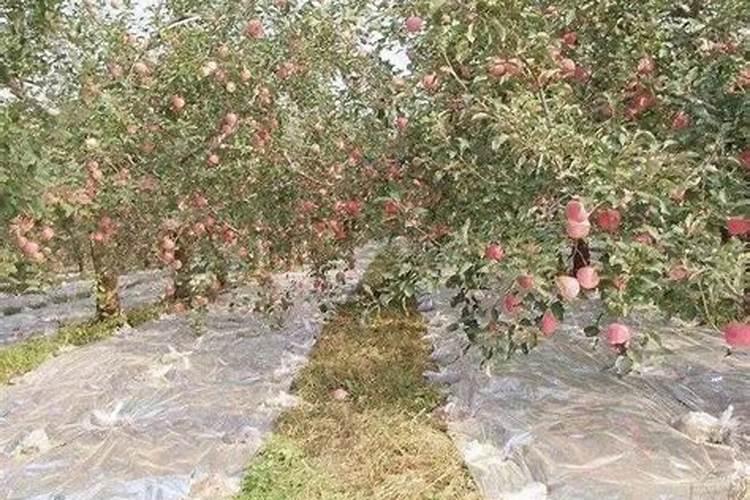 草甘膦喷到桑苗有影响吗？桑苗现在有小叶片了