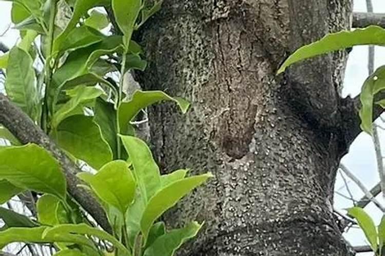 名贵的古树怎么养护 名贵的古树如何养护
