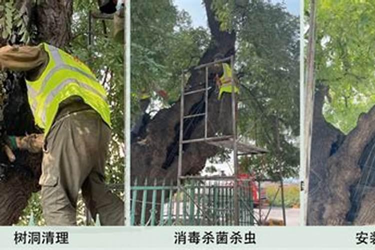 谁知道大街上给树打针打的是什么东东啊？!