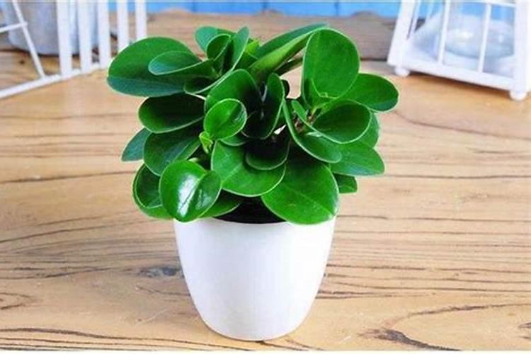 碧玉花一般要怎么施肥？施什么肥？