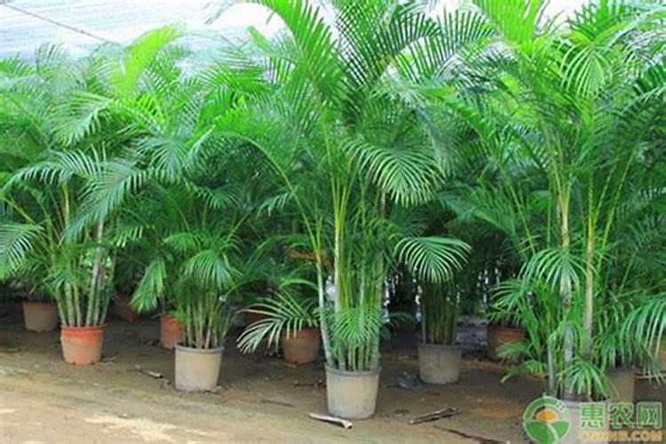 散尾葵的养殖方法