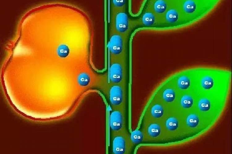 阳光玫瑰北方能种植吗