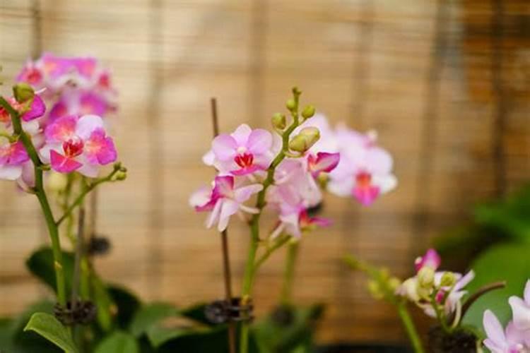 蝴蝶兰用什么肥,磷钾肥可促进花芽形成