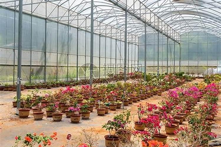 花卉施肥的最佳时间 花卉施肥的方法和技巧
