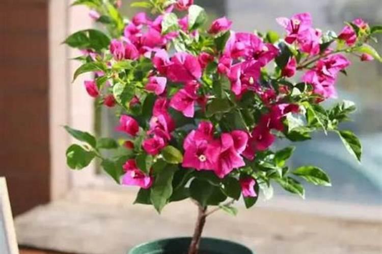 三角梅用什么肥料养最好