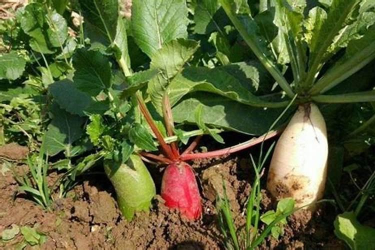 冬天种青菜用什么肥 附种植方法
