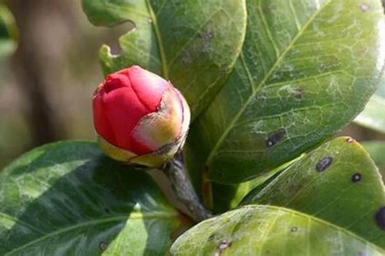 茶花掉花蕾长新叶怎么回事,氮肥过量或酸碱不适