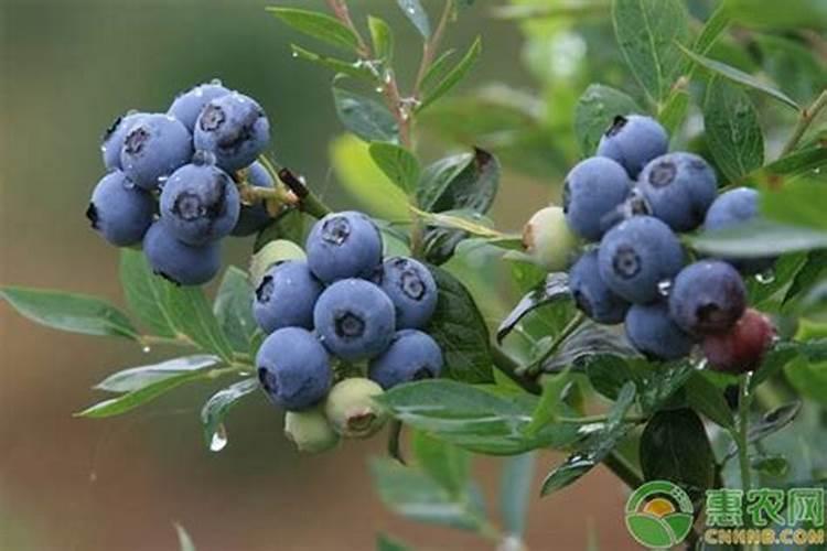 蓝莓怎样施肥,蓝莓种植时间和方法