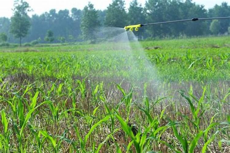 玉米除草剂能和叶面肥混用吗