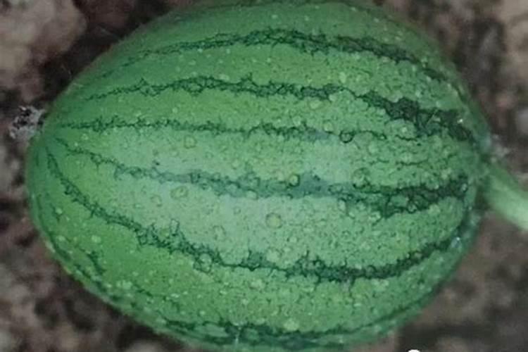 西瓜杀虫用什么药