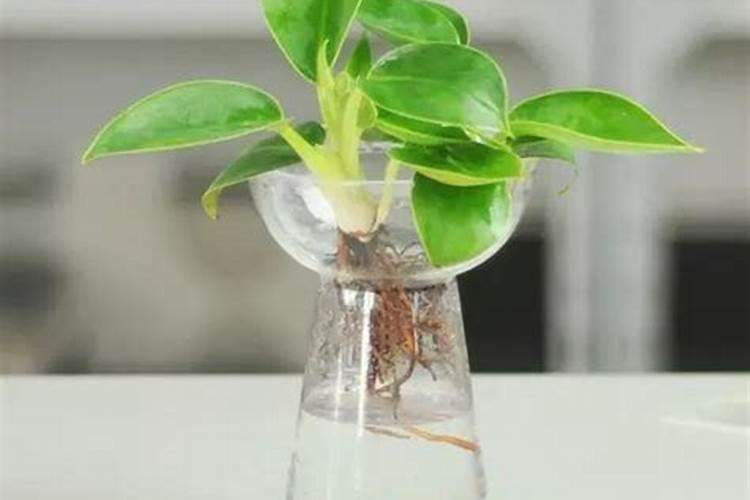 水栽蒜苗加什么肥料