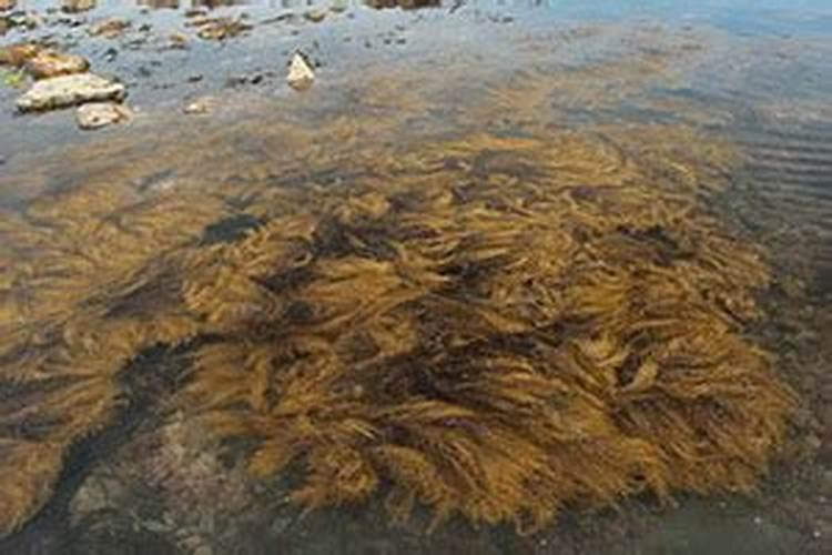 水溶肥的使用方法和注意事项 水溶肥有哪些