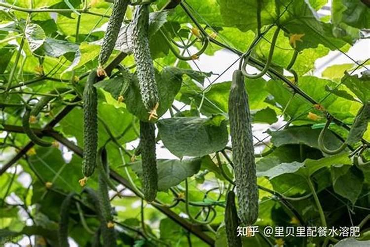 效果好的水溶肥是哪家