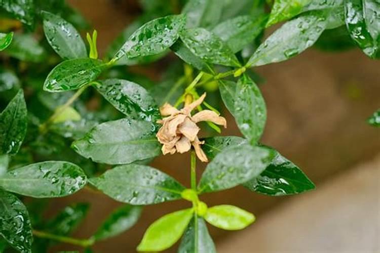 栀子花干叶是怎么回事,怎么补救？