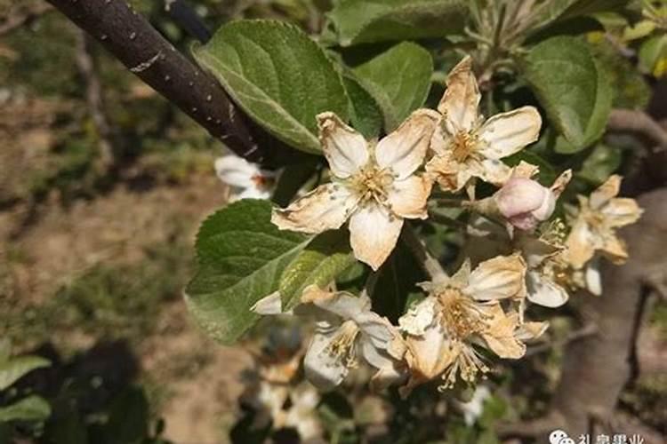 杏树的花期管理技术要点 杏树应该怎么养殖