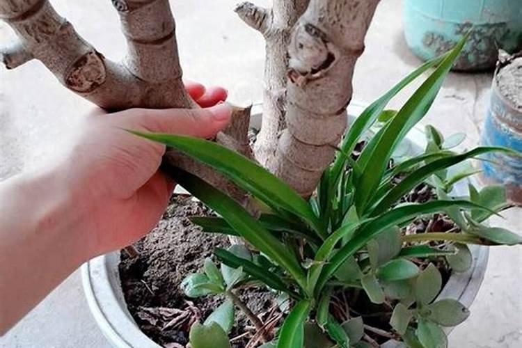 韭菜用什么肥料长得又肥又壮(用什么肥料叶子又粗又黑)