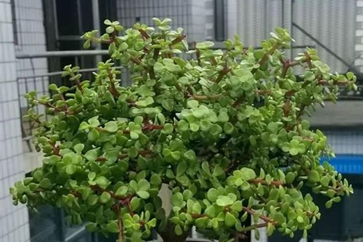 现在这个时候最适合施肥,抓紧机会让你的花根壮叶绿