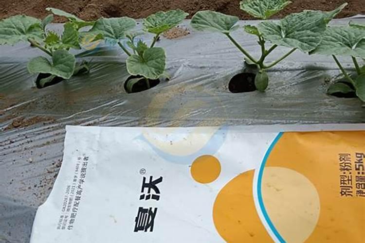 鱼蛋白 叶面肥