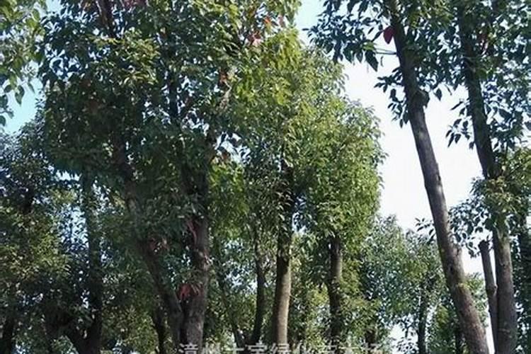 香樟树施什么肥好