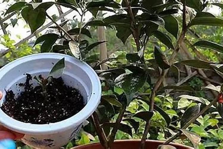 用什么肥水养护茶花长得快