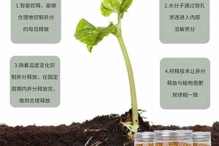 多肉可以施复合肥吗