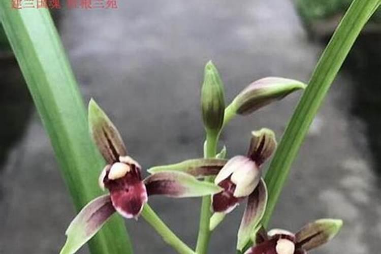 我的兰花已经有花苞了,还要施什么肥吗？