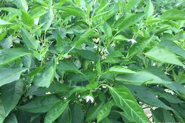 施什么肥白菜长的最茂盛