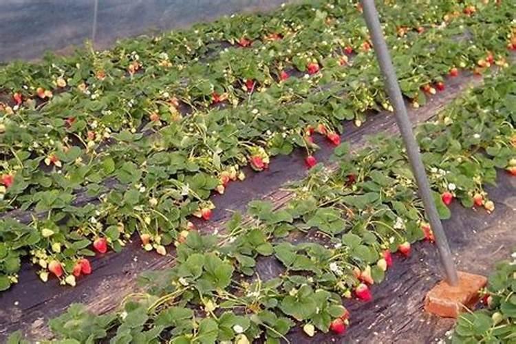 草莓施什么肥料最甜