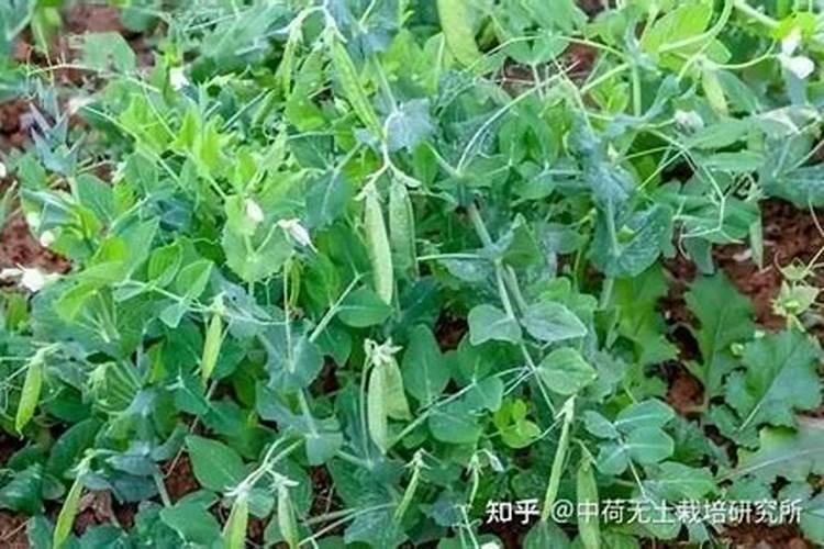 平衡肥是什么肥