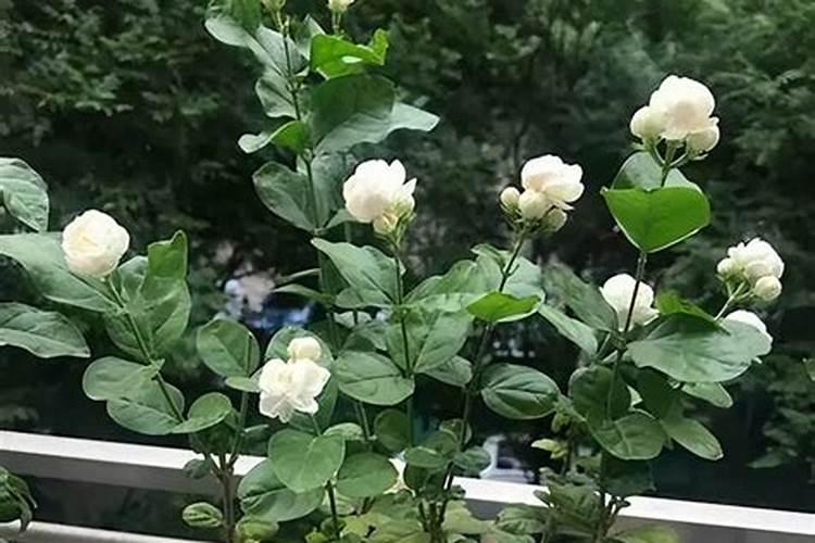 虎头茉莉怎么施肥