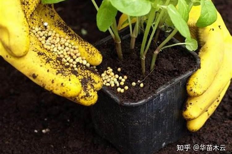 花草什么时候施肥最好 花草施肥时间