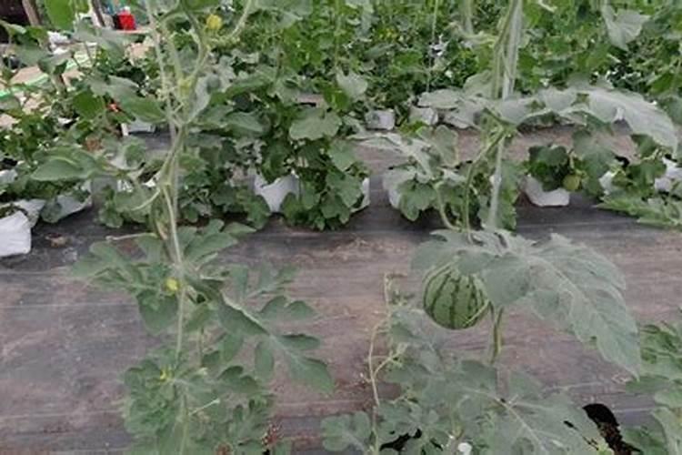 农户种植西瓜,一般多久追一次肥呢？追肥时需要注意些什么？